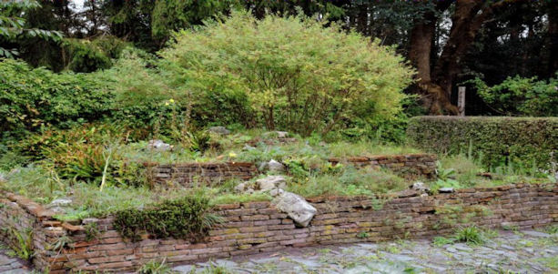 weeds in a rock garden